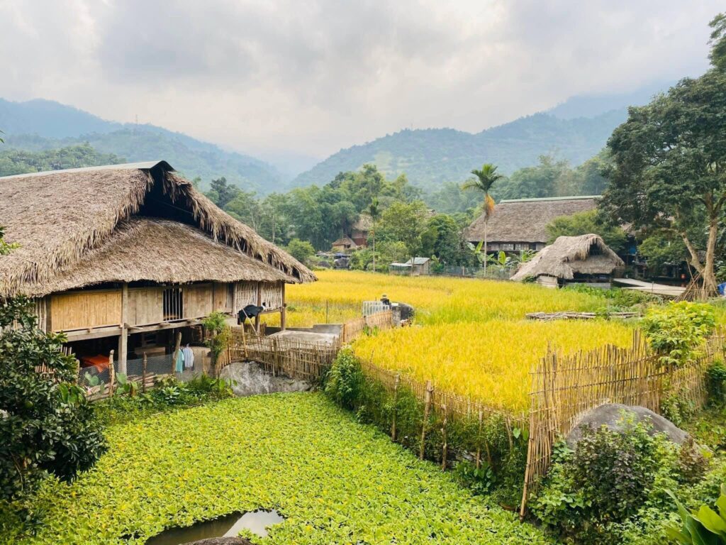 Ripe rice season in Tay ethnic villages