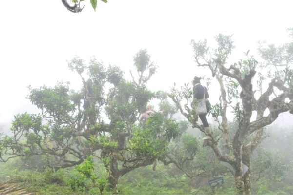 shan tuyet tea 1