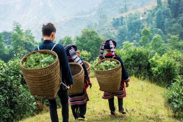 shan tuyet tea 4